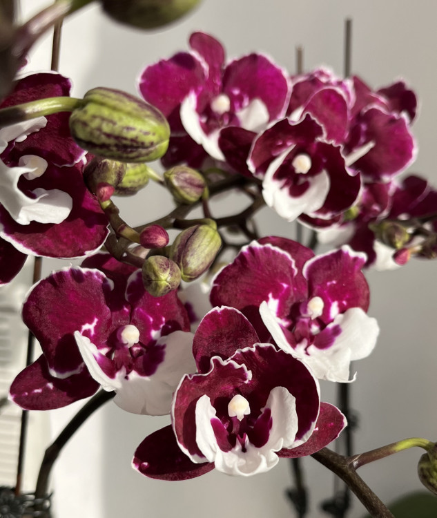 Орхидея Phalaenopsis Big Lip, midi 