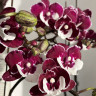 Орхидея Phalaenopsis Big Lip, midi   