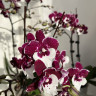 Орхидея Phalaenopsis Big Lip, midi 