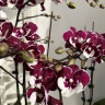 Орхидея Phalaenopsis Big Lip, midi 