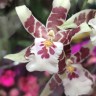 Орхидея Aliceara ‘Renaissance White’ (отцвела)