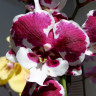 Орхидея Phalaenopsis Untold Stories, Big Lip 