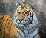 Картина по номерам "Тигр" (40x50см)                                                     