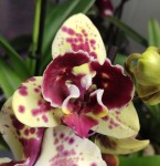 Орхидея Phalaenopsis Exotic Punch 
