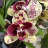 Орхидея Phalaenopsis Exotic Punch 