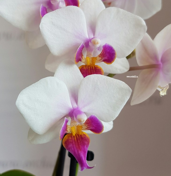 Орхидея Phalaenopsis, mini 