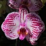 Орхидея Phalaenopsis Cassie (отцвел)    