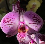 Орхидея Phalaenopsis Cassie  