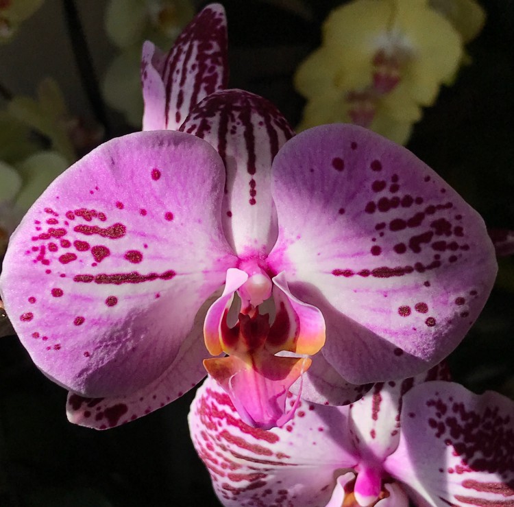 Орхидея Phalaenopsis Cassie (отцвёл)    