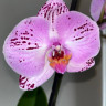Орхидея Phalaenopsis Cassie  