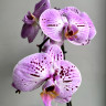Орхидея Phalaenopsis Cassie  