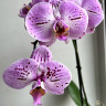 Орхидея Phalaenopsis Cassie  