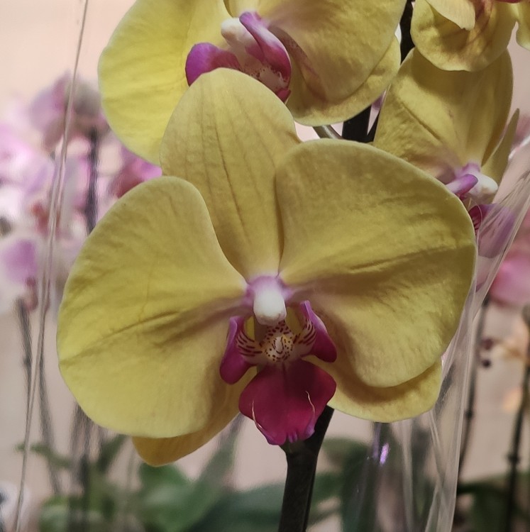 Орхидея Phalaenopsis Goldion (отцвел)