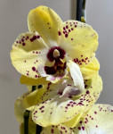 Орхидея Phalaenopsis Vanilla Sky, mutation, Big Lip midi (отцвел)