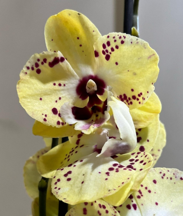 Орхидея Phalaenopsis Vanilla Sky, mutation, Big Lip midi (отцвел)