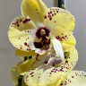 Орхидея Phalaenopsis Vanilla Sky, mutation, Big Lip midi (отцвел)
