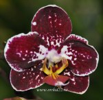 Орхидея Phal. Everspring Prince ‘Butterfly’, multiflora