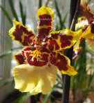 Орхидея Colmanara Wildcat 'Yellow Butterfly' (отцвела)