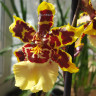 Орхидея Colmanara Wildcat 'Yellow Butterfly' (отцвела)