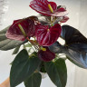 Anthurium Delicata