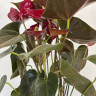Anthurium Delicata