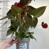 Anthurium Delicata