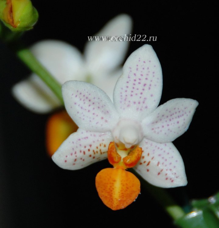 Орхидея Phalaenopsis Mini Mark (отцвел)