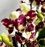 Орхидея Phalaenopsis, midi 