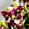 Орхидея Phalaenopsis, midi 