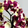 Орхидея Phalaenopsis, midi 