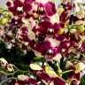 Орхидея Phalaenopsis, midi 
