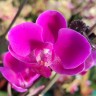 Орхидея Phalaenopsis Queen Beer 'Red Sky', multiflora