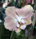 Орхидея Phalaenopsis mutation