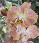 Орхидея Phalaenopsis Pumpkion peloric