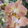 Орхидея Phalaenopsis Pumpkion peloric
