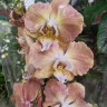 Орхидея Phalaenopsis Pumpkion peloric
