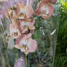 Орхидея Phalaenopsis Pumpkion peloric