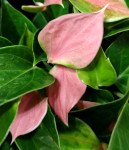 Anthurium Nano Pink (отцвел)