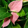 Anthurium Nano Pink (отцвел)