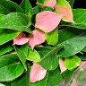 Anthurium Nano Pink (отцвел)