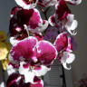 Орхидея Phalaenopsis Untold Stories, Big Lip  