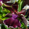 Орхидея Zygopetalum Rhein Moonlight (отцвёл, деленка)