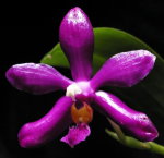 Орхидея Phalaenopsis pulchra (еще не цвел)