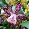 Орхидея Cattleya Green Emerald 'Stack' 
