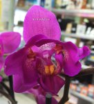 Орхидея Phalaenopsis Atlantis