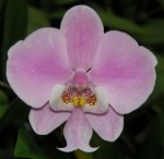 Орхидея Phalaenopsis schilleriana Wan Dan (отцвёл)