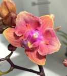 Орхидея Phal. Dusty Belle peloric, multiflora