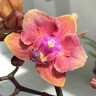 Орхидея Phal. Dusty Belle peloric, multiflora