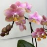 Орхидея Phalaenopsis Perfume Oriental, multiflora  