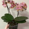 Орхидея Phalaenopsis Perfume Oriental, multiflora  